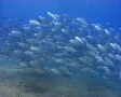 A school of spanish mackerel in shallow water SD Footage