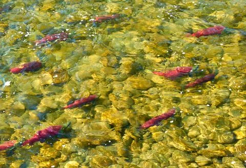 School of Spawning Sockeye Salmon Stock-Fotos