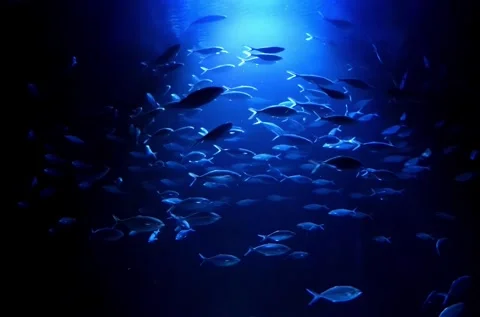 School of Spindle-Shaped Fish in the Deep Blue Видео 339271378