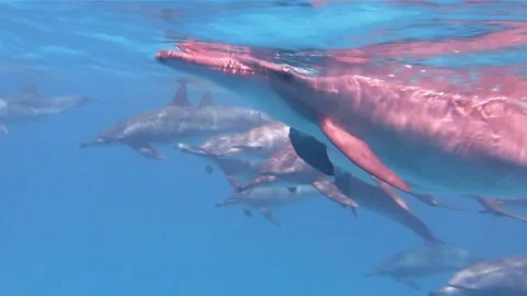 School Of Spinner Dolphins Swimming. Vidéo 78708180