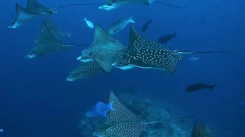 School of Spotted Eagle Ray fish - Aetobatus narinari swims in the blue deeps Stock Footage 140779792