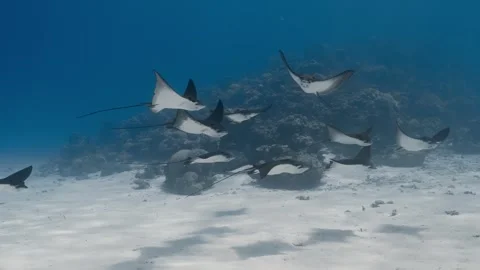 School of Spotted Eagle Rays Swimming in Formation in Tropical Waters Stock Footage 339704953