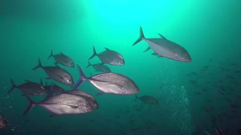 School of Spotted trevally Video stock 78206897