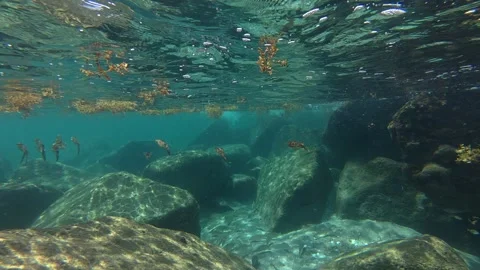School of squid Stock-Footage 337847155