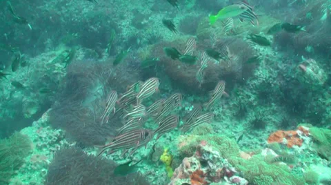 School of squirrel fish Stock Footage 33105140