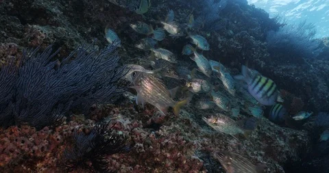 School of squirrelfish Stock Footage 115106165