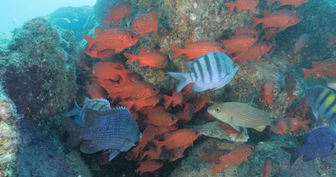 School of squirrelfish 库存影片 115354486