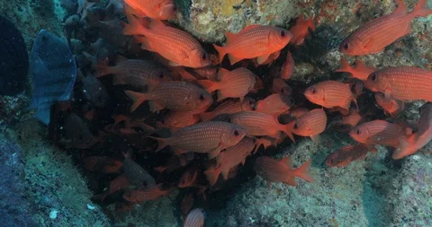 School of squirrelfish 库存影片 115358300