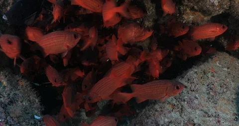 School of squirrelfish Stockbeeldmateriaal 115358639