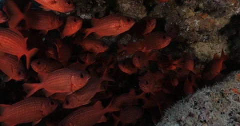 School of squirrelfish Stockbeeldmateriaal 115393085
