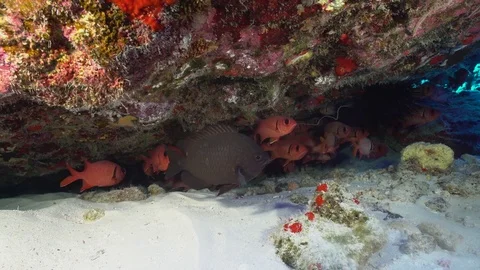School of squirrelfish hiding Stock Footage 72451395