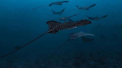 School of Stingrays Gliding in Deep Water Stock Photos