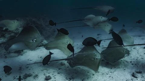 School of Stingrays Gliding Through Dark Waters Stock Photos