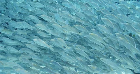 School of striped bass fish swimming in ... | Stock Video | Pond5