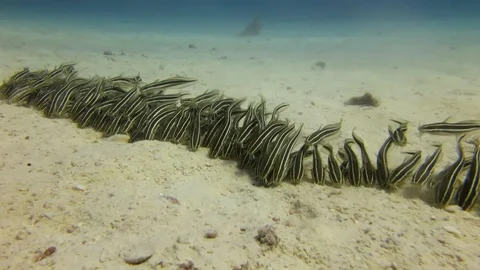 School of Striped Eel Catfish, feeding of the sand Stock Footage 118602296