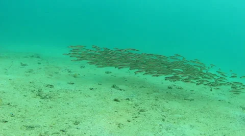 School of Striped Eel Catfish Stock Footage 33042638