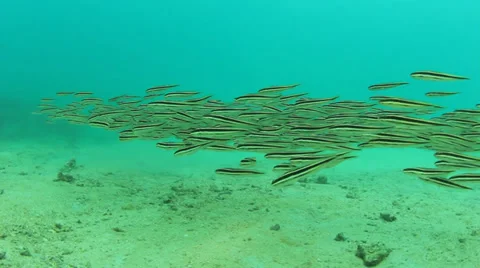 School of Striped Eel Catfish Video stock 33070742