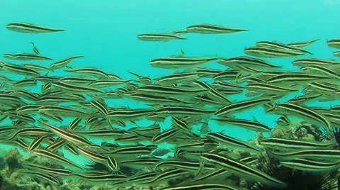 School of Striped Eel Catfish Stock Footage 33070879