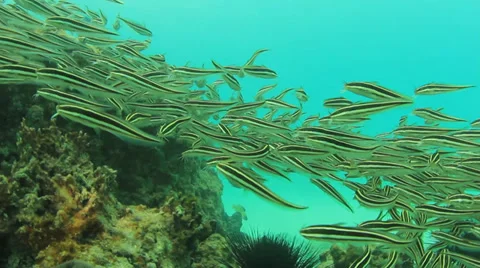 School of Striped Eel Catfish 库存影片 33070950