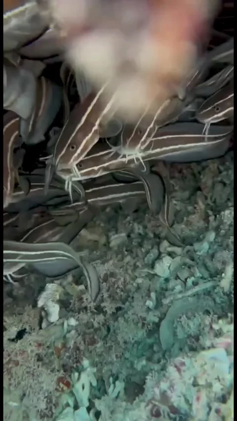 School of Striped Eel Catfish Hidden Beneath Coral Stock-Footage 345147005