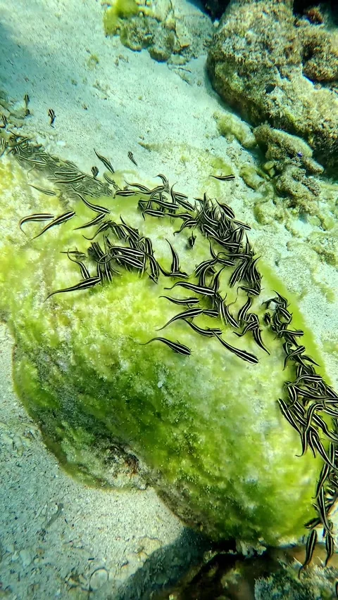 School of Striped eel catfish or Plotosus lineatus swimming in hypnotic unison Vídeos de archivo 319953474