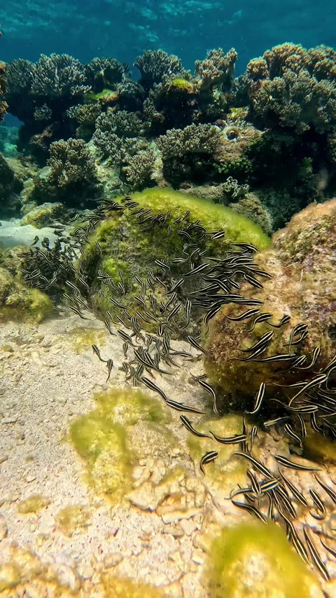 School of Striped eel catfish or Plotosus lineatus feeding on green algae Vídeos de archivo 319953475