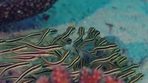 School of Striped Eel Catfish Swimming in Coral Reef Stock Footage 316574881