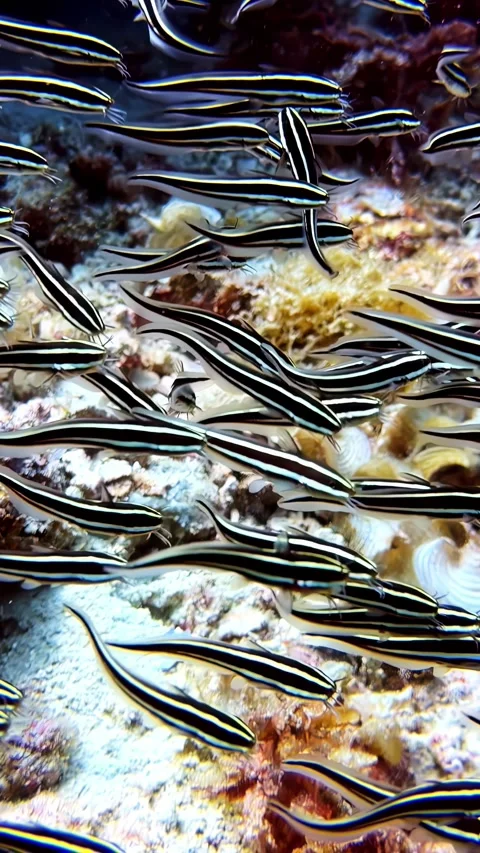 School of striped eel catfish swimming over a coral reef in a synchronized 库存影片 348897424