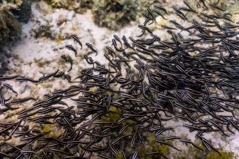 School of striped eel Stock Photos