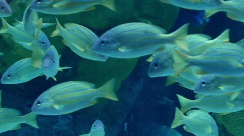 School of striped fish in tropical Andaman sea Stock Footage 59774874