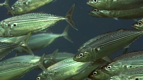 School of Striped large-eye bream (Gnathodentex aureolineatus) Video stock 88229197