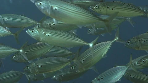 School of Striped large-eye bream (Gnathodentex aureolineatus) Video stock 88229199