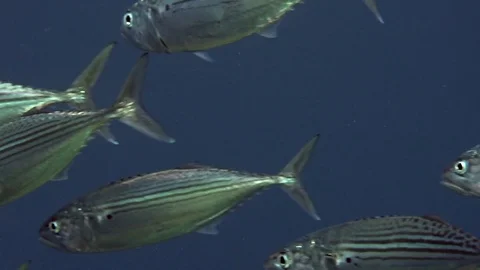 School of Striped large-eye bream (Gnathodentex aureolineatus) in coral Video stock 92565278
