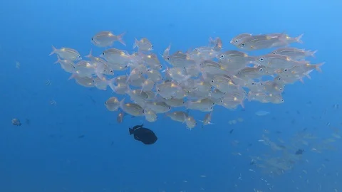 School of striped large-eye bream in the blue sea. Maldives. 4K Video stock 128311126