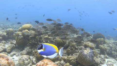 School of striped large-eye bream on partially bleached coral reef. Maldives. 4K Stock-Footage 128314033