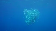 A School Of Striped Mackerel Feeding In The Red Sea, Egypt Stock Footage