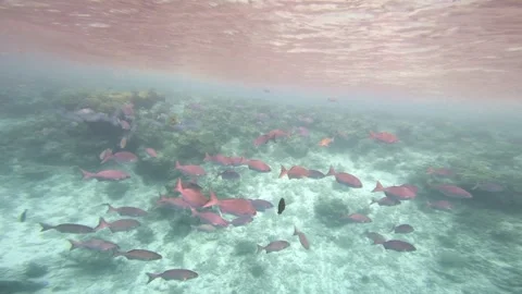 School of Striped Reef Fish Hovering Above Coral Reef in the Maldives Видео 345018384