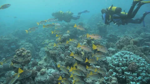 School of striped snapper at the reed with divers in the background Vídeos de archivo 22707378