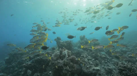 School of striped snapper at the reef Vídeos de archivo 22707342