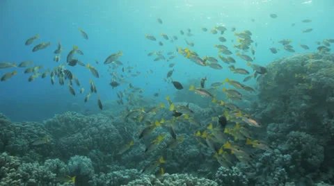 School of striped snapper at the reef Stock Footage 22707408