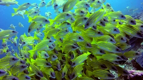 School of striped snapper yellow fish on background of clear seabed underwater. 無料動画素材 76274087