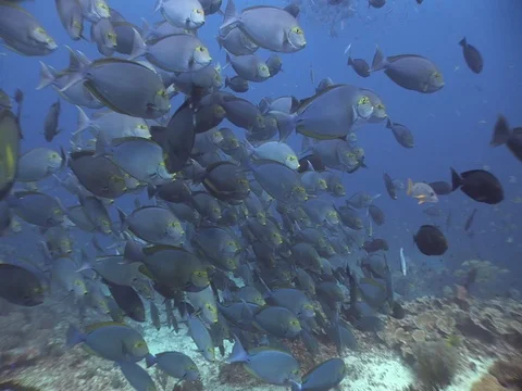 School of Surgeonfish Stock Footage 98706522