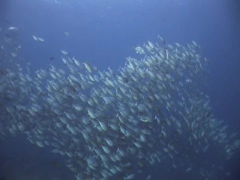 School of Surgeonfish Stock Footage 98706819