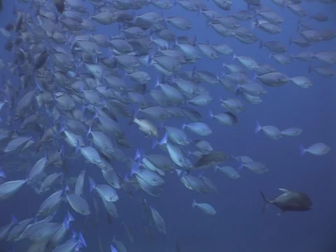 School of Surgeonfish Stock Footage 98707025