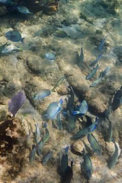 School of surgeonfish Stock Photos