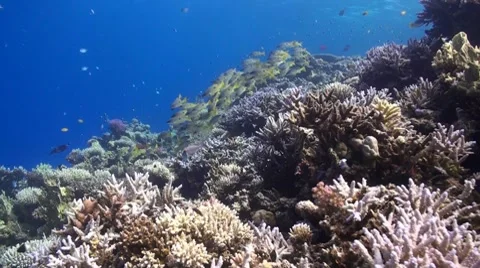 A school of sweet lips on top of a coral reef in the Red Sea Vídeo Stock 8564266