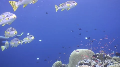A school of Sweetlips Fish passing the camera Stock Footage 1088667