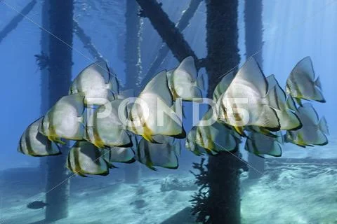 School of Teira Batfish Platax teira under jetty Makadi Bay Red Sea Hurghada Stock Photos