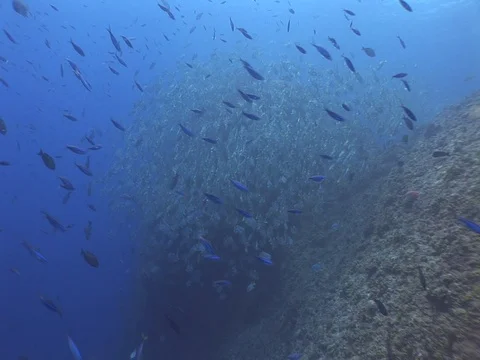 School of Threadfin Snapper Stock Footage 98709499