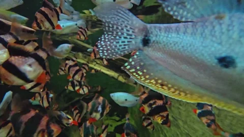 A school of tiger barb fish Stock Footage 263674424